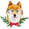 Adorable hand drawn watercolor illustration of beautiful Christmas shibainu dog portrait in bow tie and glasses isolated on white Royalty Free Stock Photo