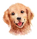 Adorable hand drawn watercolor illustration of beautiful golden retriever dog portrait isolated on white background.