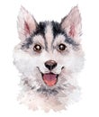 Adorable hand drawn watercolor illustration of beautiful husky dog portrait isolated on white background.