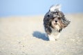 Adorable Bichon Havanese dog running joyfully on the beach Royalty Free Stock Photo