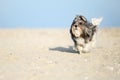 Adorable Bichon Havanese dog running joyfully on the beach Royalty Free Stock Photo