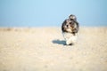 Adorable, happy black, grey and white Bichon Havanese dog running on the beach on a bright sunny day. Space for text or design Royalty Free Stock Photo