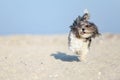 Adorable, happy black, grey and white Bichon Havanese dog running on the beach on a bright sunny day. Space for text or design Royalty Free Stock Photo