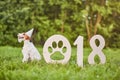 Adorable happy fox terrier dog at the park 2018 new year greetin Royalty Free Stock Photo
