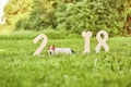 Adorable happy fox terrier dog at the park 2018 new year greetin Royalty Free Stock Photo