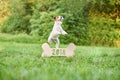 Adorable happy fox terrier dog at the park 2018 new year greetin Royalty Free Stock Photo