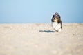 Adorable, happy and funny Bichon Havanese dog running on the beach with flying ears and hair on a bright sunny day. Shallow depth Royalty Free Stock Photo