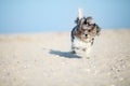 Adorable, happy and funny Bichon Havanese dog running on the beach with flying ears and hair on a bright sunny day. Shallow depth Royalty Free Stock Photo