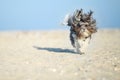 Adorable, happy and funny Bichon Havanese dog with sand on the muzzle running on the beach with flying ears and hair Royalty Free Stock Photo