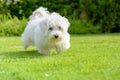 Cute, happy puppy running on summer green grass Royalty Free Stock Photo