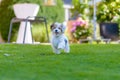 Cute, happy puppy running on summer green grass Royalty Free Stock Photo