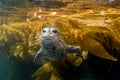 Cute harbor seal playing in the kelp