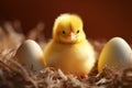 Adorable hatchling Small, cute chick signifies the joy of birth Royalty Free Stock Photo