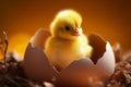 Adorable hatchling Small, cute chick signifies the joy of birth Royalty Free Stock Photo