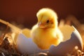 Adorable hatchling Small, cute chick signifies the joy of birth Royalty Free Stock Photo