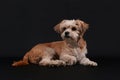 Adorable havanese dog lying on a black background