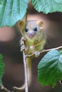 Adorable hazel dormouse in summer Royalty Free Stock Photo