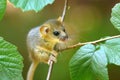 Adorable hazel dormouse in summer Royalty Free Stock Photo