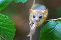Adorable hazel dormouse in summer Royalty Free Stock Photo