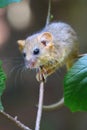 Adorable hazel dormouse in summer Royalty Free Stock Photo