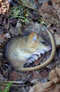 Adorable hazel dormouse in summer Royalty Free Stock Photo