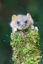 Adorable hazel dormouse in summer Royalty Free Stock Photo