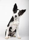 Adorable healthy and happy black and white Border Collie puppy portrait on the white background