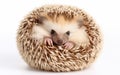 Adorable Hedgehog in a Ball, Isolated on White -Generative Ai