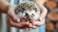 Adorable hedgehog being gently cradled in hands against softly blurred background