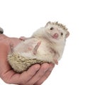Adorable hedgehog being held in palm Royalty Free Stock Photo