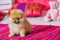 Adorable high bred spitz puppy