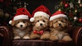 the adorable holiday spirit with three little cute puppies donning Santa Claus hats in a heartwarming scene.