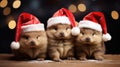 the adorable holiday spirit with three little cute puppies donning Santa Claus hats in a heartwarming scene.