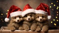 the adorable holiday spirit with three little cute puppies donning Santa Claus hats in a heartwarming scene.