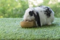 Adorable Holland lop rabbit bunny eating dry alfalfa hay field in pet bowl sitting on green grass over bokeh green background. Royalty Free Stock Photo