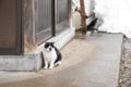 Adorable homeless Japanese fat black and white cat white with yellow eye sit beside wooden door and background snow behind Royalty Free Stock Photo