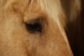 Adorable horse on blurred background, closeup. Lovely domesticated pet