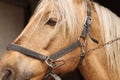 Adorable horse with bridles, closeup. Lovely domesticated pet