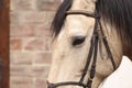 Adorable horse with bridles outdoors, closeup. Lovely domesticated pet