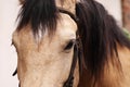 Adorable horse with bridles outdoors, closeup. Lovely domesticated pet