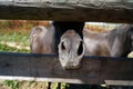 Adorable horse looking from the middle of wooden fences