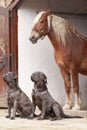 Adorable horse in stable and Cane Corso dogs outdoors. Lovely domesticated pet