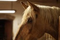 Adorable horse in stable, closeup. Lovely domesticated pet