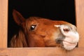 Adorable horse in wooden stable, closeup. Lovely domesticated pet