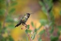 Adorable hummingbird perched atop a delicate twiggy plant