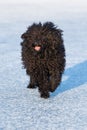 Adorable hungarian dog breed, puli