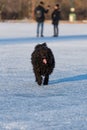 Adorable hungarian dog breed, puli