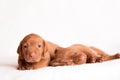 Hungarian Vizsla dogs on the white background