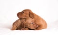 Hungarian Vizsla dogs on the white background