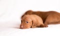 Hungarian Vizsla dogs on the white background